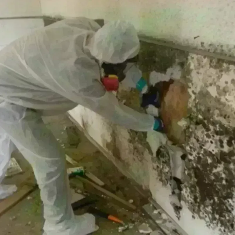 Mold Remediation and Removal in Las Quintas Fronterizas, TX